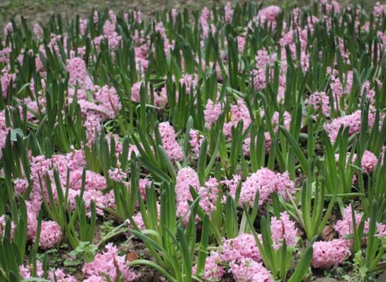 風(fēng)信子花代表什么意思，代表著永遠(yuǎn)的懷念、重生的愛