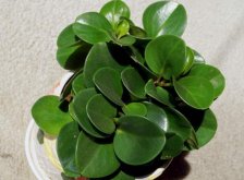 碧玉花的功效與作用，凈化空氣美化居室