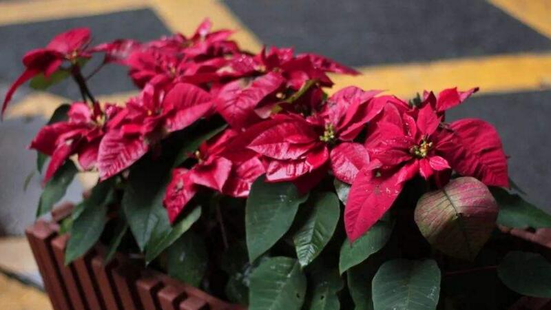 一品紅怎么養(yǎng)