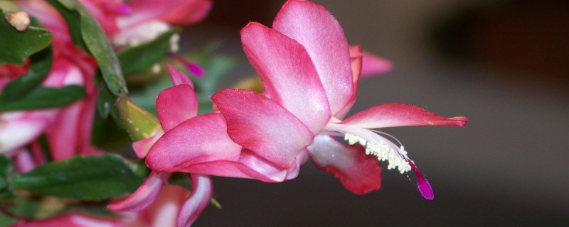 蟹爪蘭秋季開花后怎么養(yǎng)護(hù)