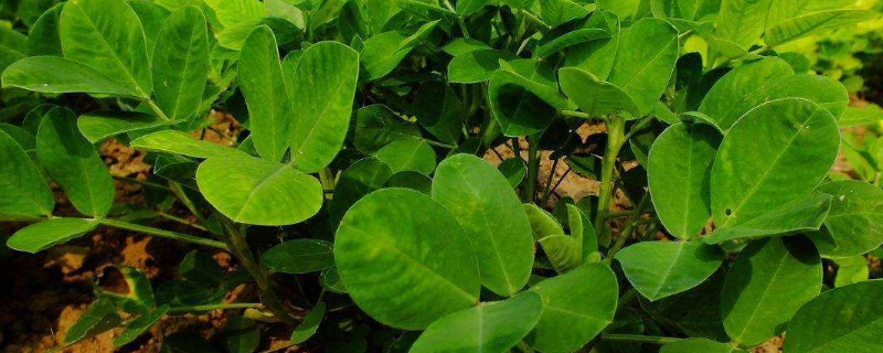 花生苗發(fā)黃什么原因