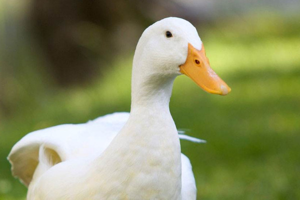 如何旱養(yǎng)蛋鴨