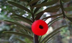 紅豆杉爛根怎么辦，澆水過(guò)多是爛根主要原因之一