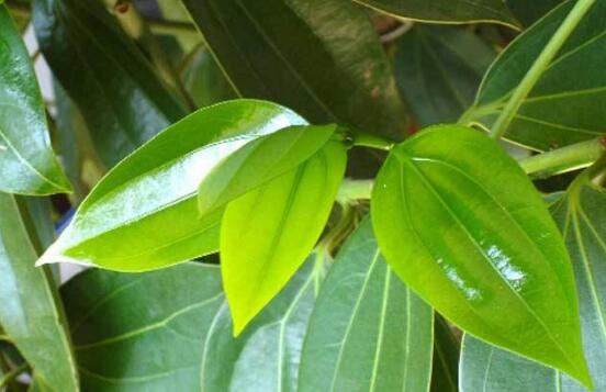 平安樹有毒嗎，平安樹能放在臥室嗎