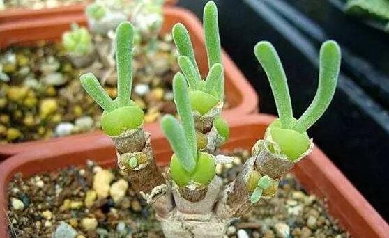 碧光環(huán)和枝干番杏的區(qū)別，教你兩種最直觀分辨方法