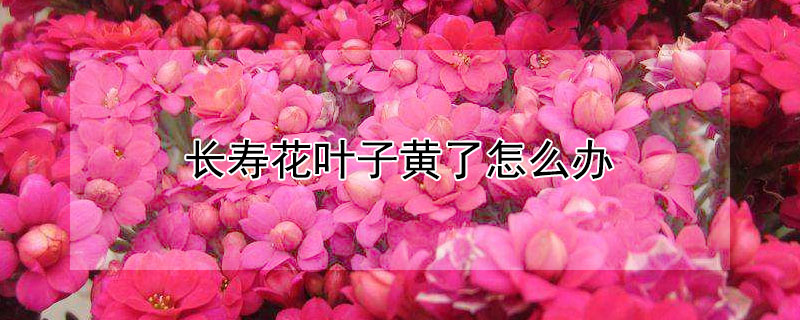 長(zhǎng)壽花葉子黃了怎么辦