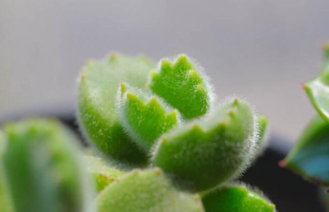 熊童子爛根了怎么辦，要及時的減少水份的補給和更換土壤