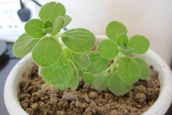 碰碰香冬天怎么養(yǎng)，碰碰香冬季養(yǎng)護(hù)經(jīng)驗分享