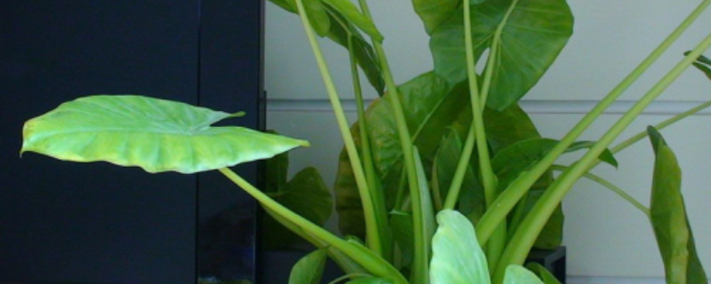 怎么讓滴水觀(guān)音變多頭