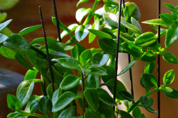 水培牡丹吊蘭的養(yǎng)殖方法和注意事項