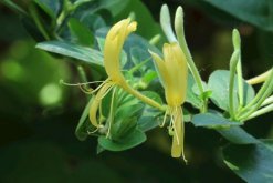 金銀花冬季如何修剪，小寒到立春之間進行修剪