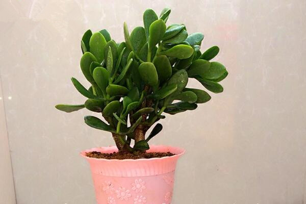 玉樹(shù)多少錢(qián)一盆，最便宜的也要20多元一盆