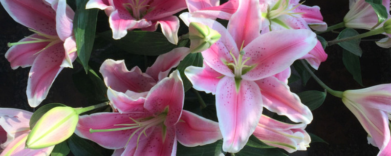 香水百合冬季怎樣養(yǎng)護(hù)