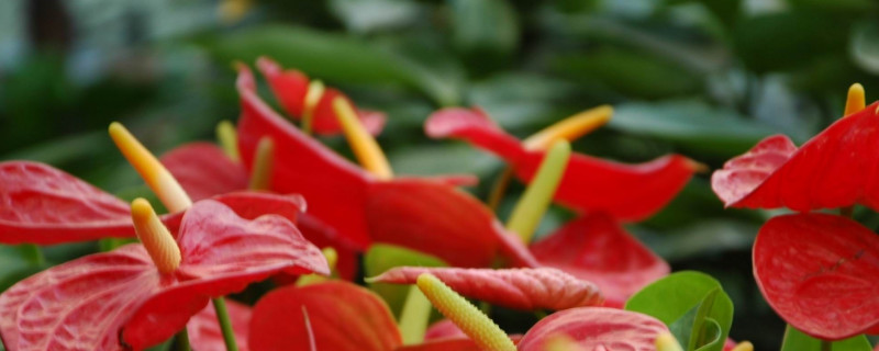 鴻運(yùn)當(dāng)頭用什么土養(yǎng)殖