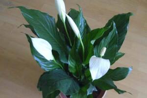 一帆風(fēng)順的品種有哪些，一帆風(fēng)順花品種圖片大全