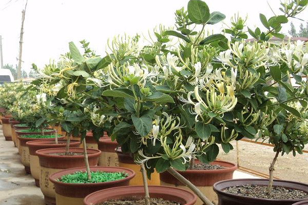 金銀花盆栽養(yǎng)殖方法和注意事項，澆水見干見濕需遮蔽強光