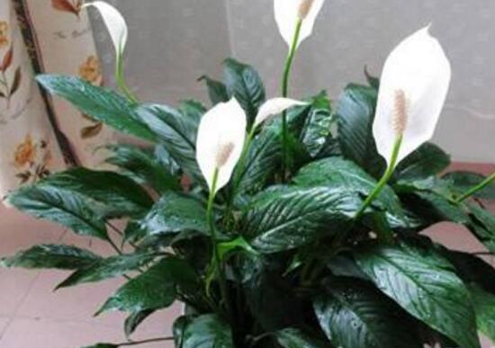 一帆風(fēng)順能澆淘米水嗎，做好這三點(diǎn)使盆土更加肥沃(能澆)