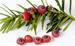 紅豆杉的果實(shí)可以吃嗎，不可以直接吃只能這樣吃