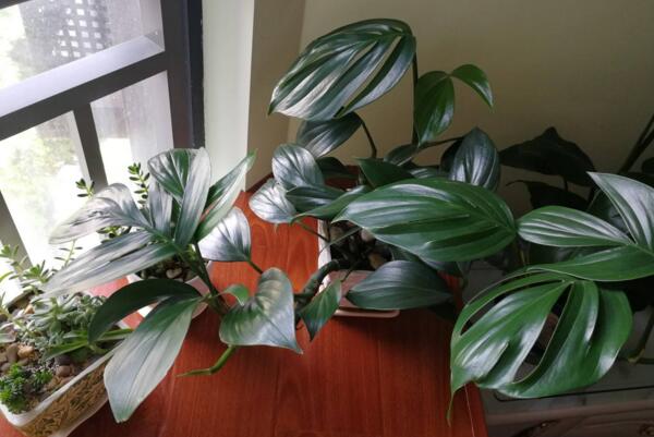 龜背竹葉子滴水有毒嗎，有毒（有腐蝕性和刺激性）