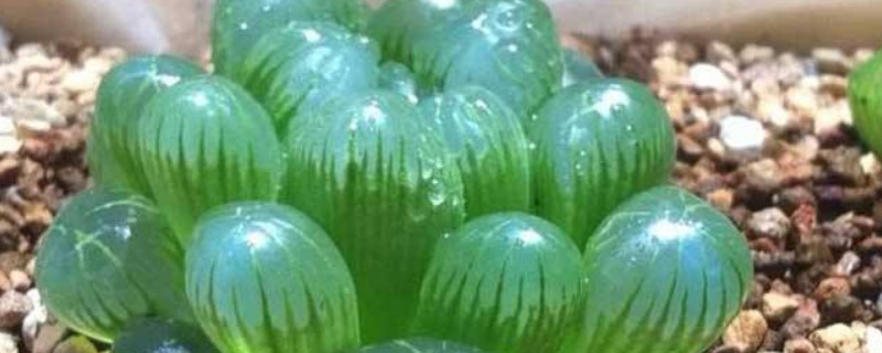 玉露發(fā)黃變癟了怎么辦