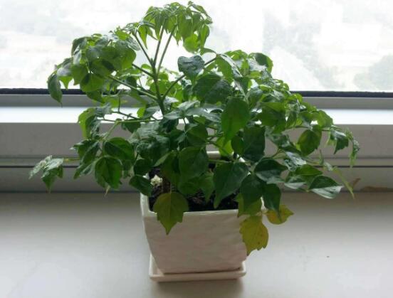 幸福樹的寓意，象征著家庭和美，幸?？鞓? src="/nongye/d/file/20201223/rkwmszkhzsx.jpg" style="width: 550px; height: 403px;" / data-MFZk="YiqIXn"></p>
<p data-CV8k="UJCGVb">
	<strong data-TIZf="0xEU6r">1、</strong>大家都知道幸福樹是一種十分優(yōu)美的植物，它的花期之長、花香清淡、花色鮮艷美麗，令人賞心悅目。那么幸福樹的寓意是什么呢?寓意著家庭和美，幸福快樂。</p>
<p data-SRbt="8NE2Zk">
	<img alt=