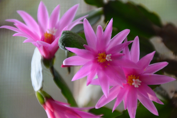 蟹爪蘭冬季的養(yǎng)殖方法和注意事項