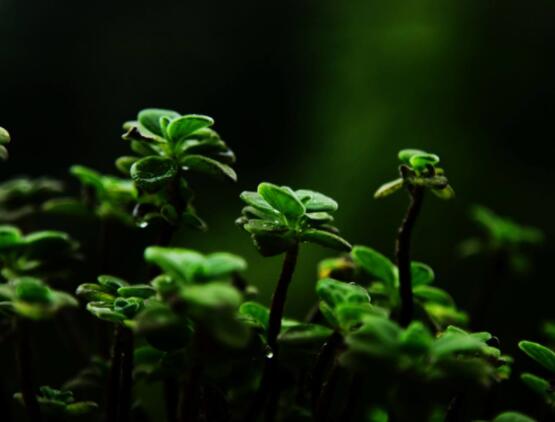 碰碰香木質(zhì)化怎么辦，只需要立馬重新進(jìn)行扦插繁殖