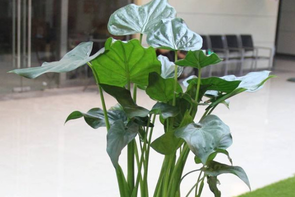 滴水觀(guān)音北方冬季能過(guò)冬嗎