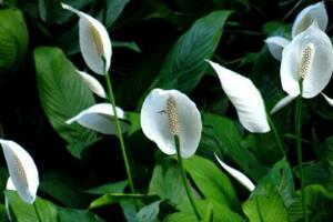 一帆風(fēng)順花怎么養(yǎng)，一帆風(fēng)順的養(yǎng)殖方法