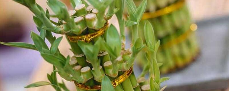 富貴竹的養(yǎng)殖方法和注意事項(xiàng)