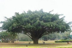 為什么榕樹不能種家里，因為榕樹不容人(迷信說法)