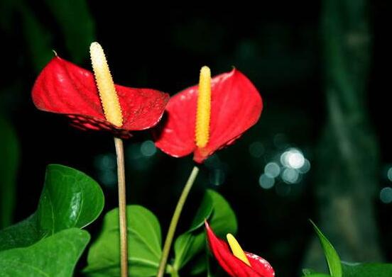 紅掌的作用有哪些，凈化空氣、陶冶情操、五行轉(zhuǎn)化