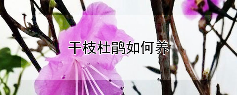 干枝杜鵑如何養(yǎng)