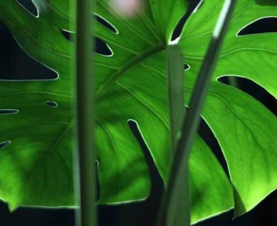 龜背竹晚上放臥室嗎，可以/凈化空氣、添福加壽、有利健康