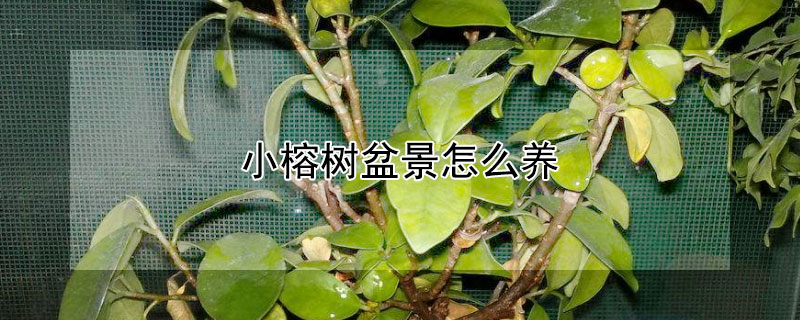 小榕樹盆景怎么養(yǎng)