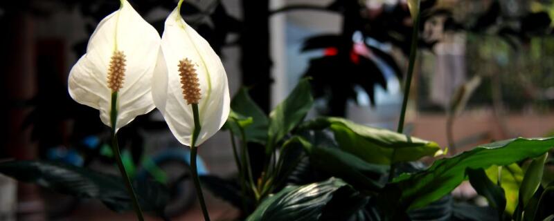 一帆風(fēng)順葉尖發(fā)黃干枯