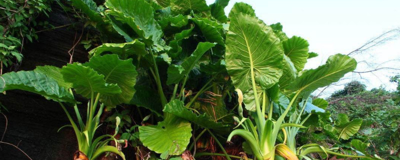 滴水觀(guān)音怎么能養(yǎng)出大根