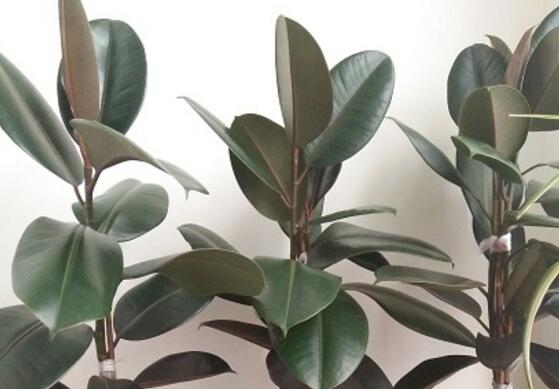 橡皮樹怎么修剪，橡皮樹修剪方法