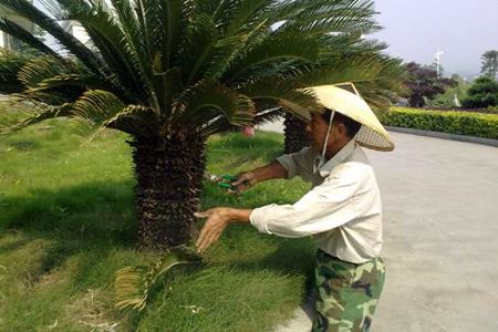 鐵樹怎樣整形修剪，鐵樹的修剪方法介紹