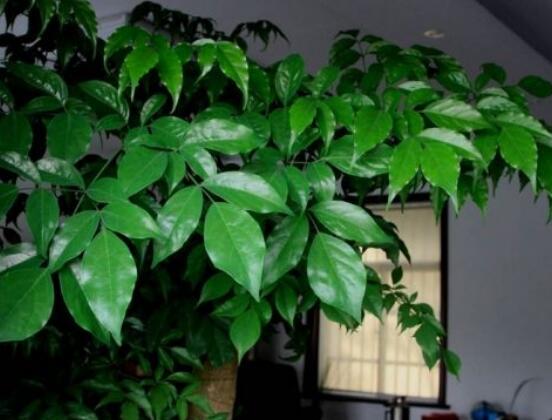 平安樹適合放客廳嗎，凈化空氣、招財生旺