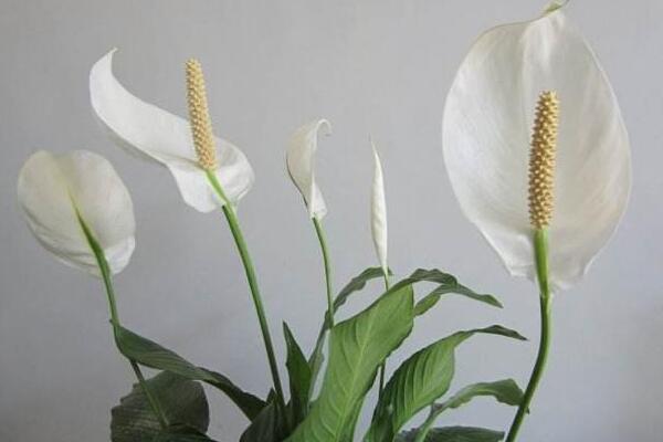 一帆風(fēng)順花有毒嗎，室內(nèi)養(yǎng)殖要注意（花沒毒汁液有毒）