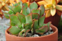 玉樹怎么養(yǎng)護(hù)，玉樹的四季養(yǎng)護(hù)方法