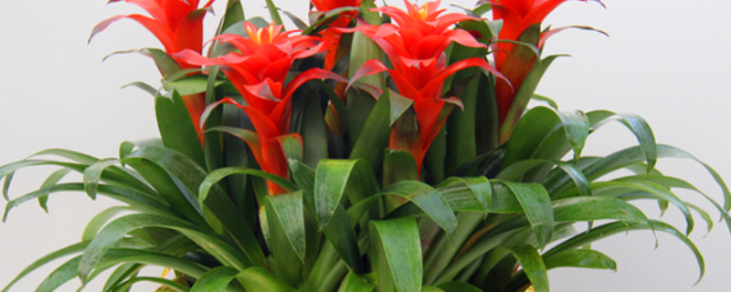 鴻運(yùn)當(dāng)頭養(yǎng)幾顆好