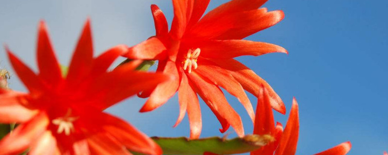 蟹爪蘭根系發(fā)達嗎