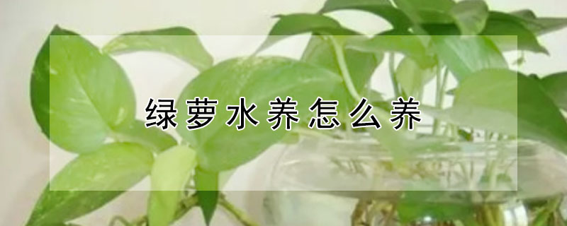 綠蘿水養(yǎng)怎么養(yǎng)