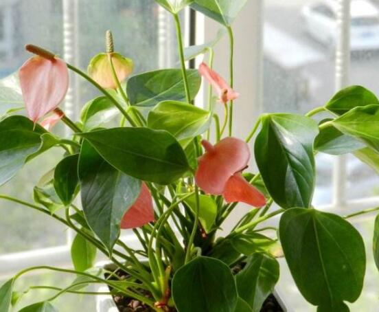 紅掌葉子發(fā)黃焦邊干枯是怎么回事，教你最直接有效三種解決措施