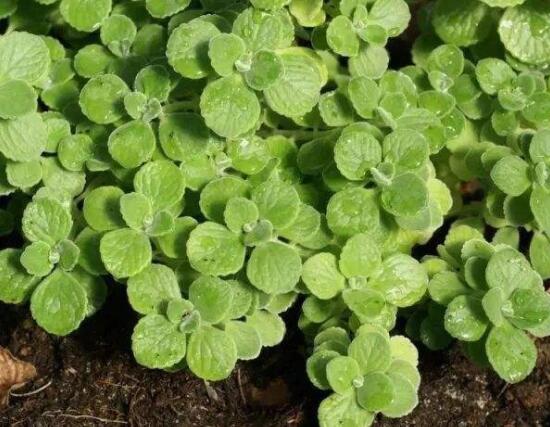 碰碰香冬天養(yǎng)殖方法，注意做好保溫保暖/減少澆水施肥