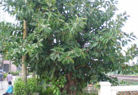 橡皮樹怎么養(yǎng)，牢記七個步驟就可養(yǎng)好