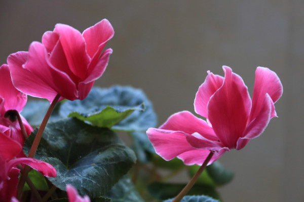 仙客來(lái)種子怎么收，花期結(jié)束2個(gè)月后開(kāi)始收獲