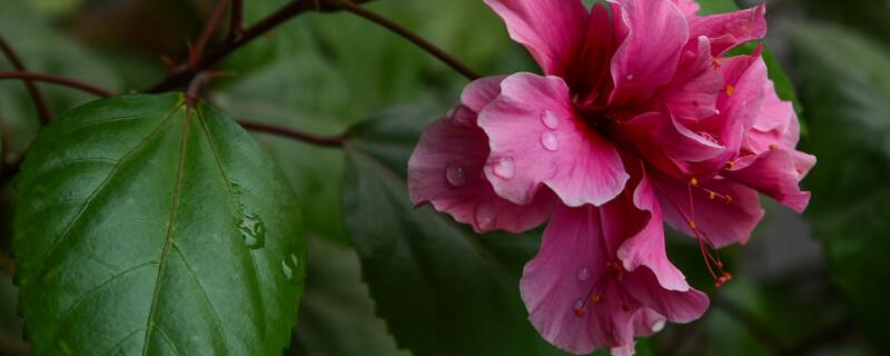 新買的扶?；ㄔ鯓泳徝? data-lKjz=